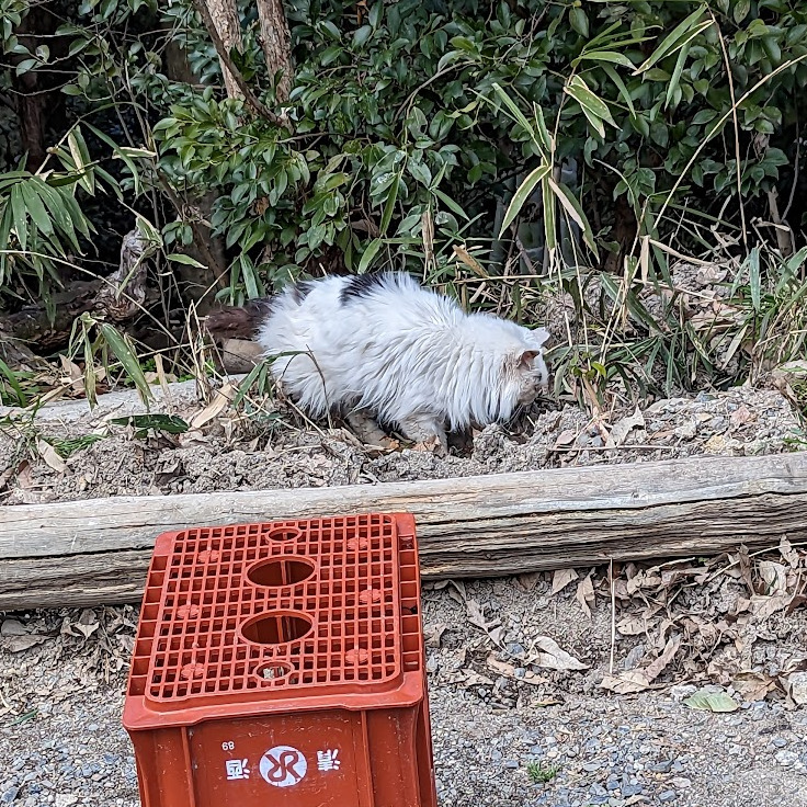 A fluffy white shrine cat!