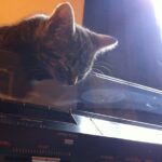 kitten pesto