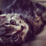 kitten pesto day 1