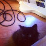 kitten toby 2