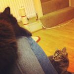 kitten toby and pesto