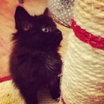 kitten toby day 1