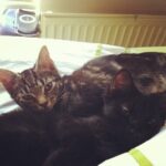 kittens