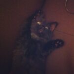 toby