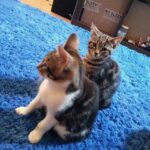 wilson and pixel