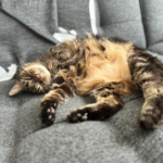 catnapsquare_0005_4D95702B-D4DD-4D1E-BE65-CDC1F7C3842A_1_105_c