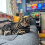 catnapsquare_0006_C33F413D-2802-453D-B08E-5BD3BEE2057A_1_105_c