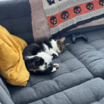 catnapsquare_0007_6D360A62-6937-436E-9899-3C121E89DA92_1_102_a